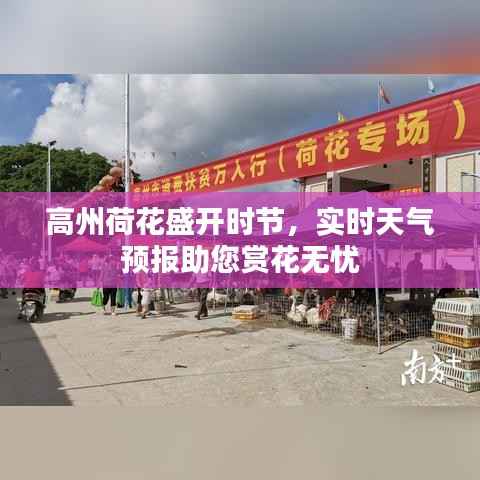高州荷花盛开时节,实时天气预报助您赏花无忧