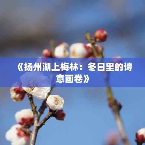 《扬州湖上梅林：冬日里的诗意画卷》