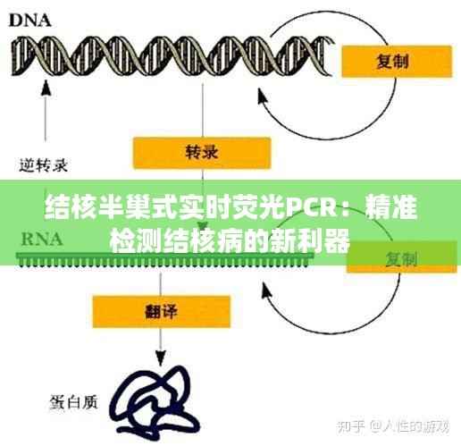 结核半巢式实时荧光PCR:精准检测结核病的新利器