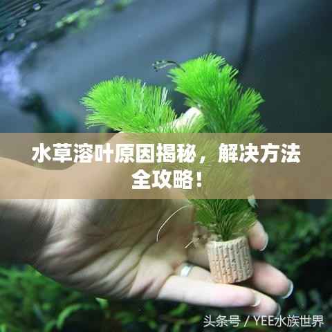 水草溶叶原因揭秘，解决方法全攻略！
