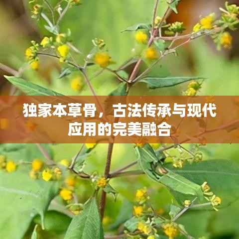 独家本草骨，古法传承与现代应用的完美融合