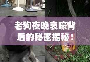 老狗夜晚哀嚎背后的秘密揭秘！