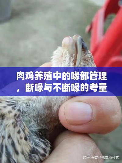 肉鸡养殖中的喙部管理，断喙与不断喙的考量探讨