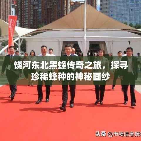 饶河东北黑蜂传奇之旅,探寻珍稀蜂种的神秘面纱