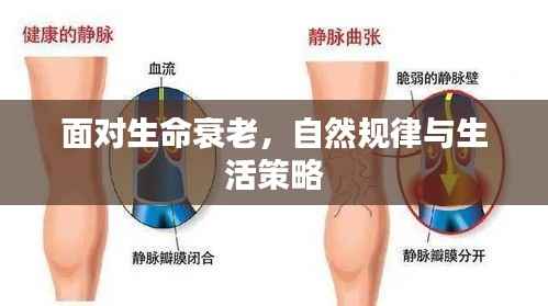 面对生命衰老，自然规律与生活策略