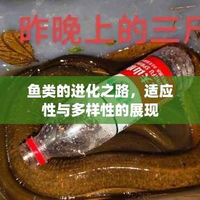 鱼类的进化之路,适应性与多样性的展现