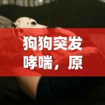 狗狗突发哮喘，原因、症状及应对之策