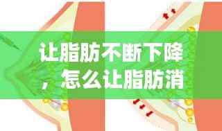 让脂肪不断下降，怎么让脂肪消耗 