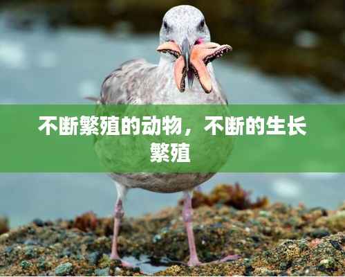 不断繁殖的动物,不断的生长繁殖