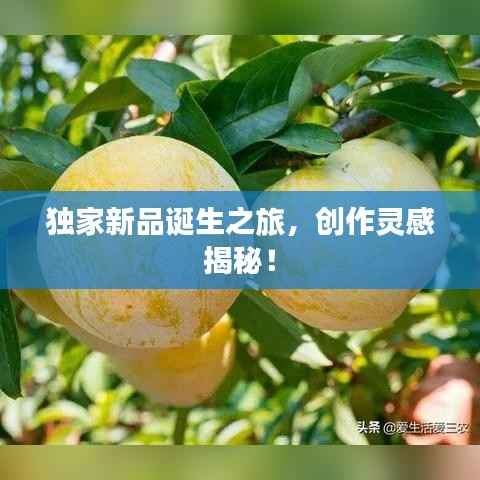 独家新品诞生之旅，创作灵感揭秘！