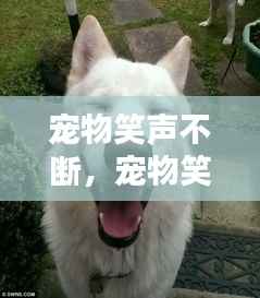 宠物笑声不断,宠物笑容