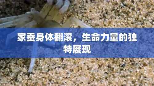 家蚕身体翻滚，生命力量的独特展现