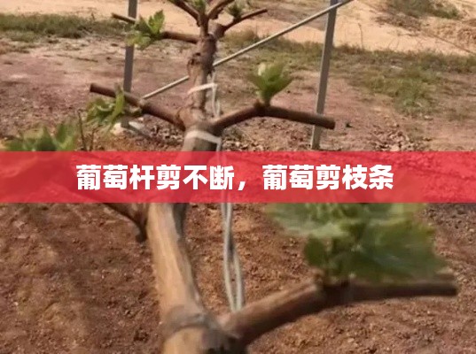 葡萄杆剪不断，葡萄剪枝条 