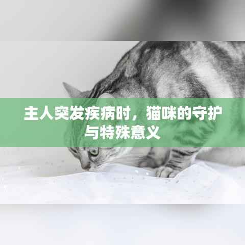主人突发疾病时，猫咪的守护与特殊意义