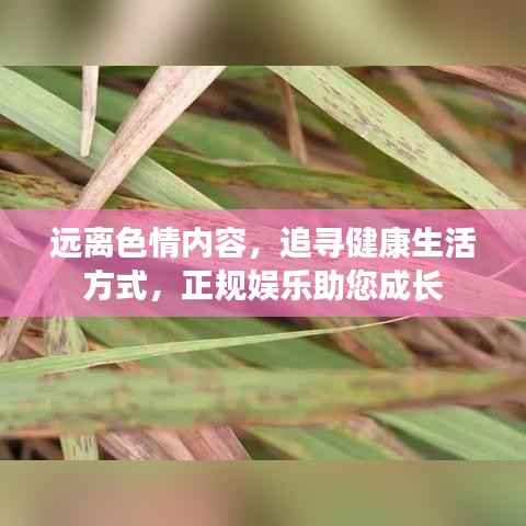 远离色情内容，追寻健康生活方式，正规娱乐助您成长