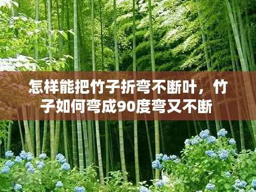 怎样能把竹子折弯不断叶，竹子如何弯成90度弯又不断 