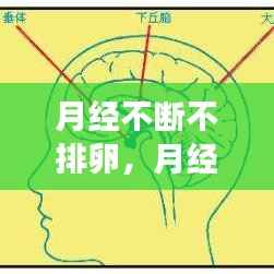 月经不断不排卵，月经不排卵是怎么回事 