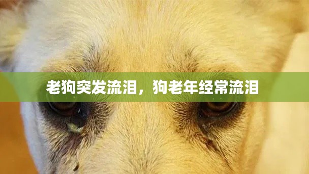 老狗突发流泪，狗老年经常流泪 