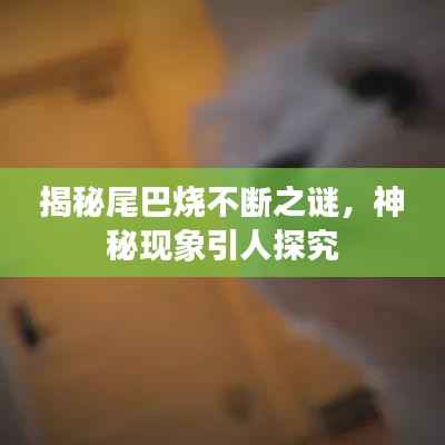揭秘尾巴烧不断之谜，神秘现象引人探究