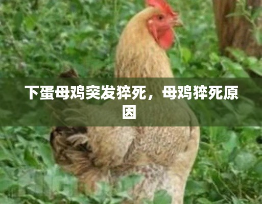 下蛋母鸡突发猝死，母鸡猝死原因 