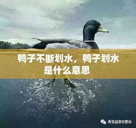 鸭子不断划水，鸭子划水是什么意思 