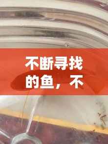 不断寻找的鱼，不断寻找的鱼叫什么 
