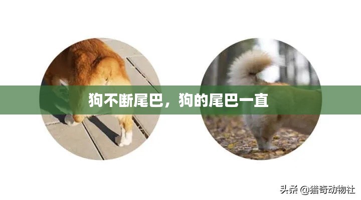 狗不断尾巴，狗的尾巴一直 