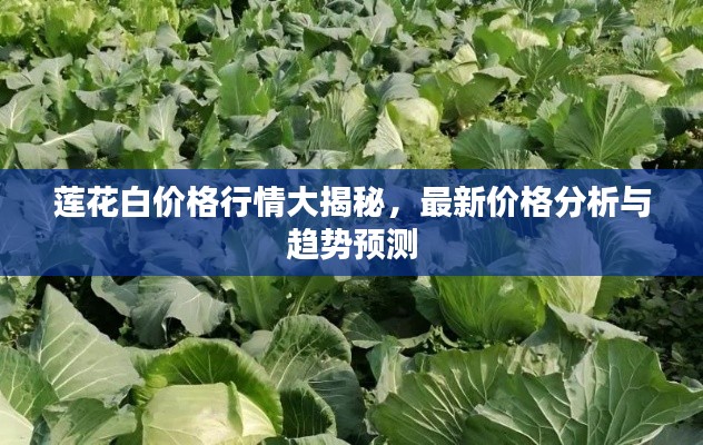 莲花白价格行情大揭秘，最新价格分析与趋势预测