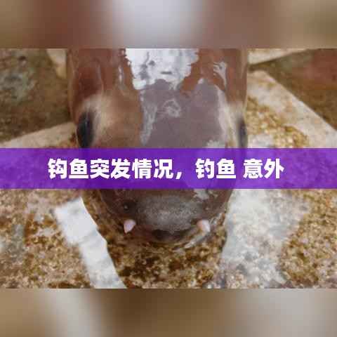 钩鱼突发情况，钓鱼 意外 