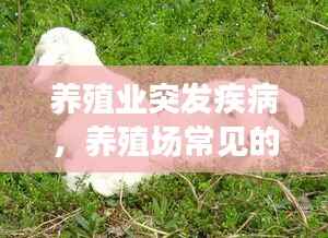 养殖业突发疾病，养殖场常见的三种普通病防治方法 