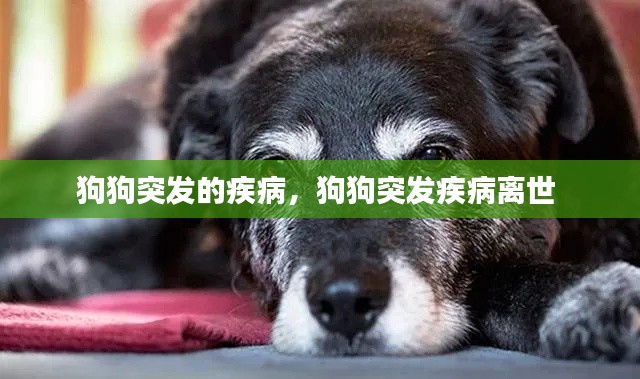狗狗突发的疾病,狗狗突发疾病离世
