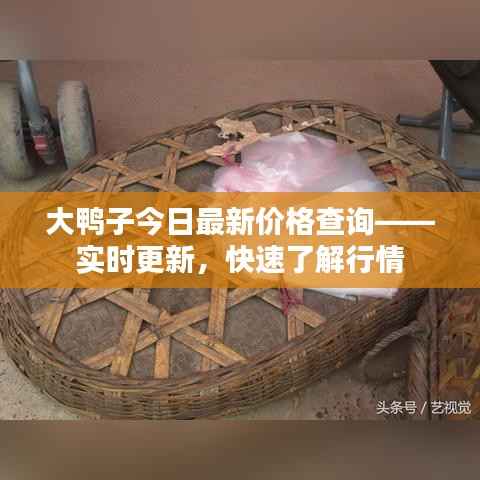 大鸭子今日最新价格查询——实时更新，快速了解行情