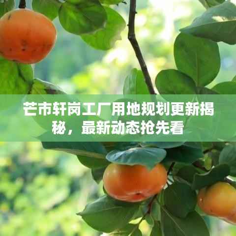 芒市轩岗工厂用地规划更新揭秘，最新动态抢先看