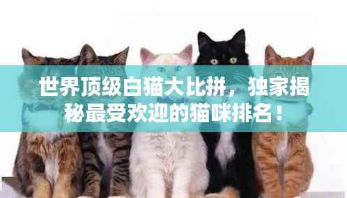 世界顶级白猫大比拼，独家揭秘最受欢迎的猫咪排名！