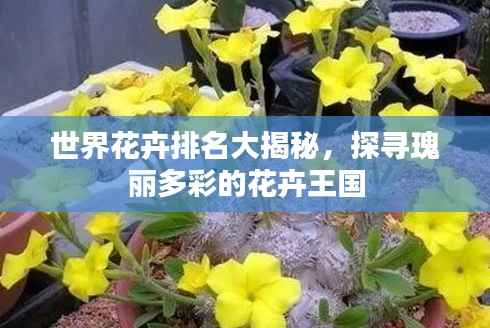 世界花卉排名大揭秘，探寻瑰丽多彩的花卉王国