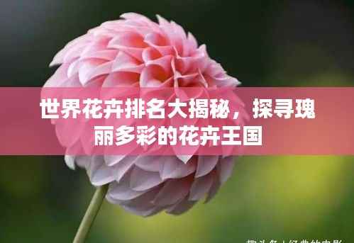 世界花卉排名大揭秘,探寻瑰丽多彩的花卉王国