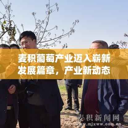 麦积葡萄产业迈入崭新发展篇章，产业新动态，引领行业风向标