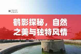鹤影探秘，自然之美与独特风情体验攻略