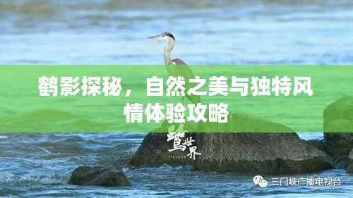 鹤影探秘,自然之美与独特风情体验攻略
