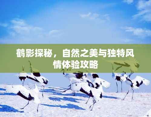 鹤影探秘,自然之美与独特风情体验攻略