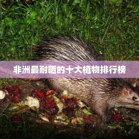 非洲最耐晒的十大植物排行榜