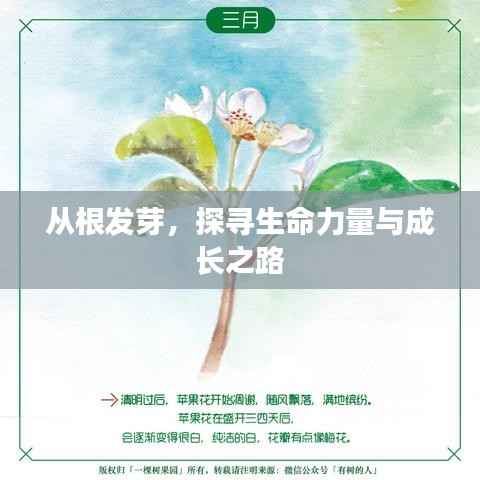 从根发芽，探寻生命力量与成长之路