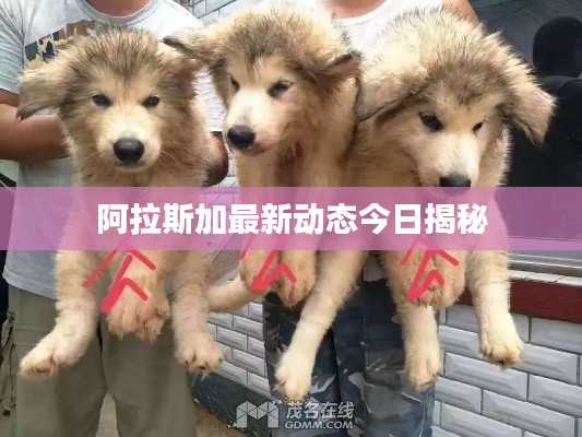 阿拉斯加最新动态今日揭秘