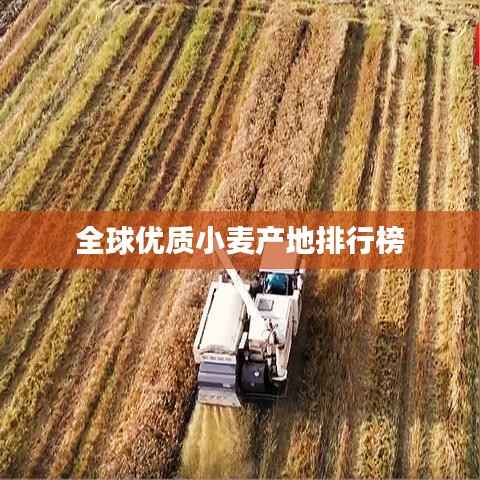 全球优质小麦产地排行榜