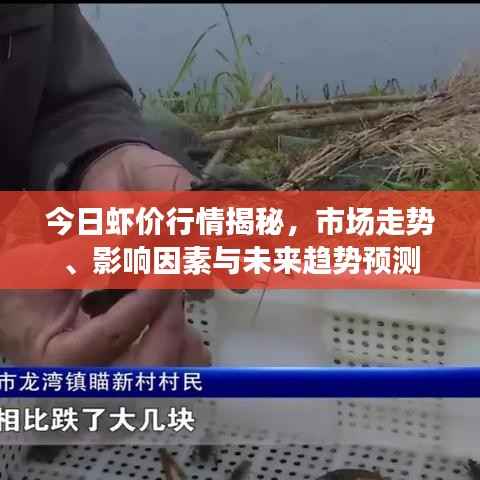 今日虾价行情揭秘,市场走势、影响因素与未来趋势预测