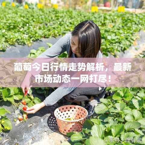 葡萄今日行情走势解析，最新市场动态一网打尽！