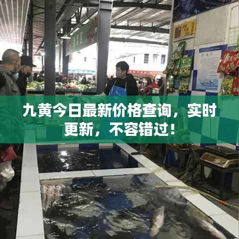 九黄今日最新价格查询，实时更新，不容错过！
