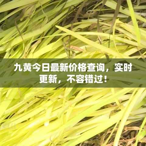 九黄今日最新价格查询,实时更新,不容错过!