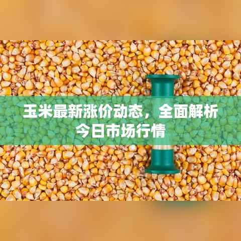 玉米最新涨价动态,全面解析今日市场行情
