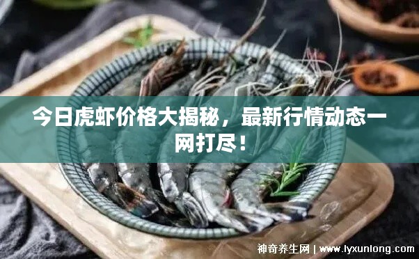 今日虎虾价格大揭秘，最新行情动态一网打尽！